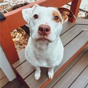 Meet your Posher, Amelia